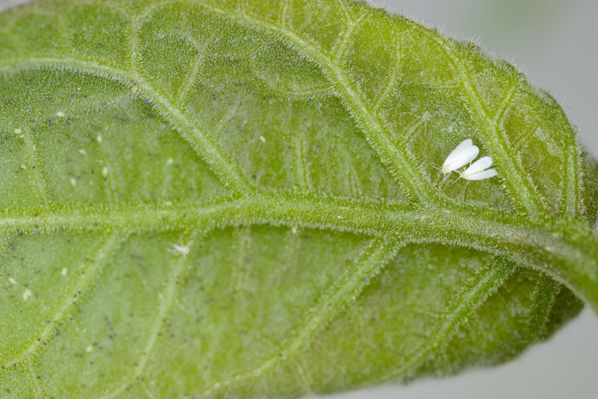 Tobacco Whiteflies - Pestipedia
