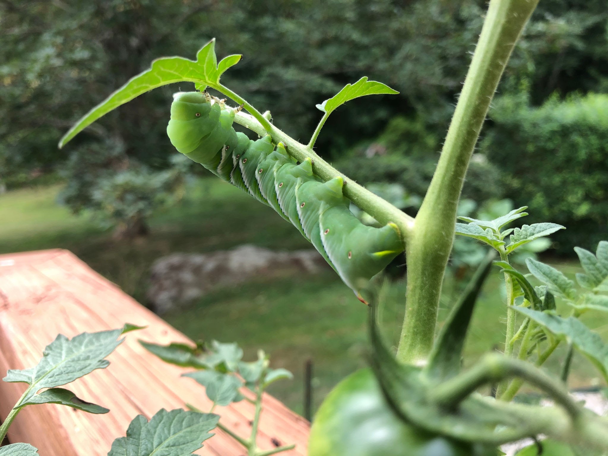 Tomato Hornworms - Pestipedia