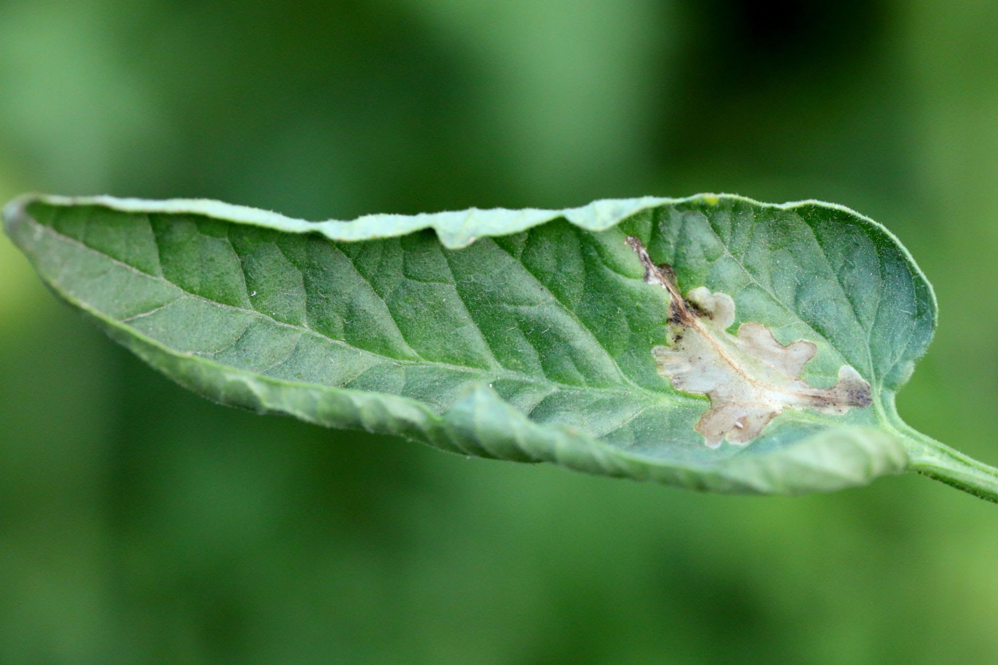 Tomato Leafminers - Pestipedia