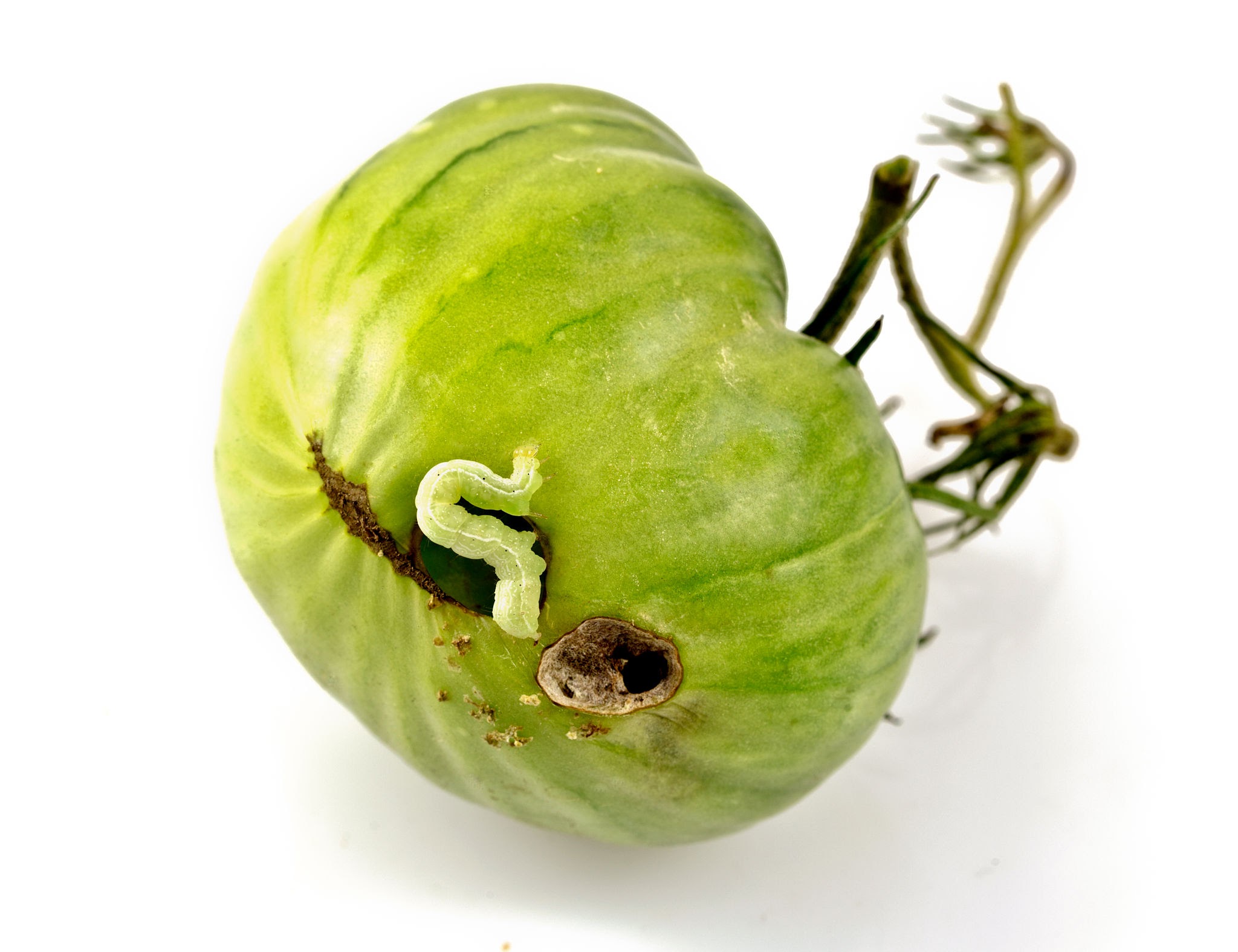 Tomato Pinworms - Pestipedia