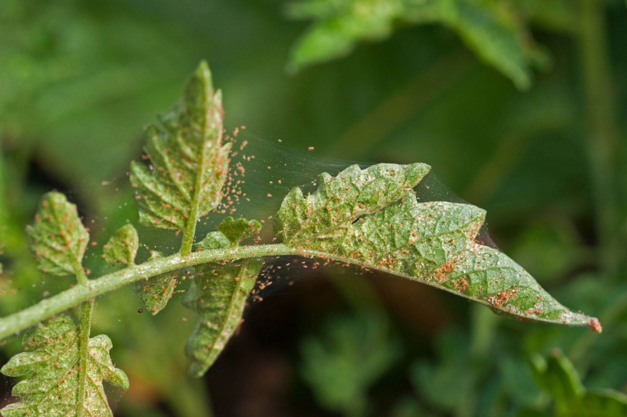 Tomato Russet Mites - Pestipedia