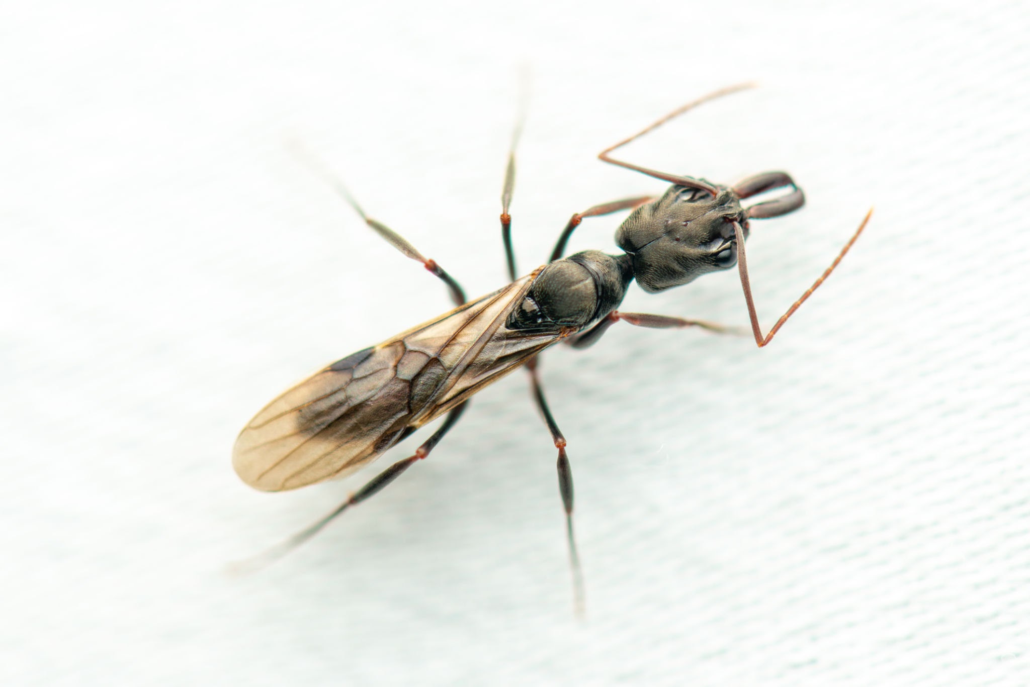 Trap-Jaw Ants - Pestipedia