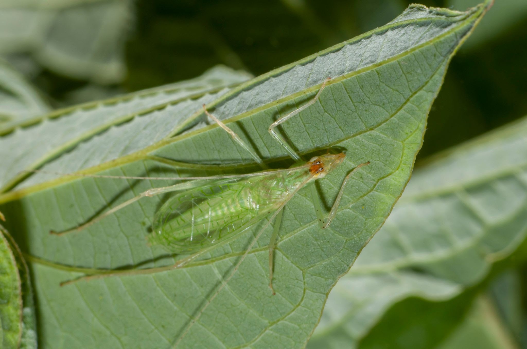 Tree Crickets - Pestipedia
