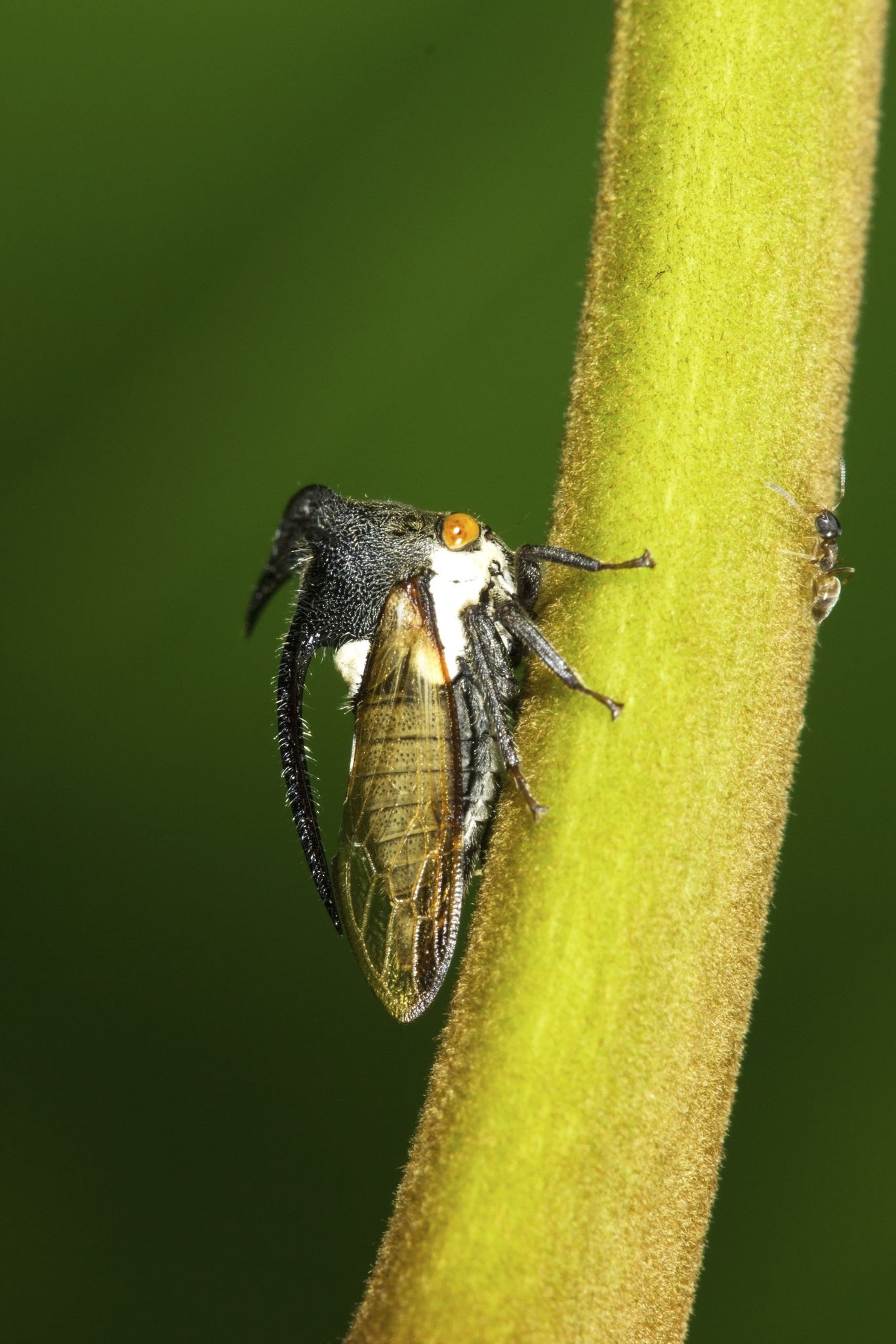 Treehopper Bugs - Pestipedia