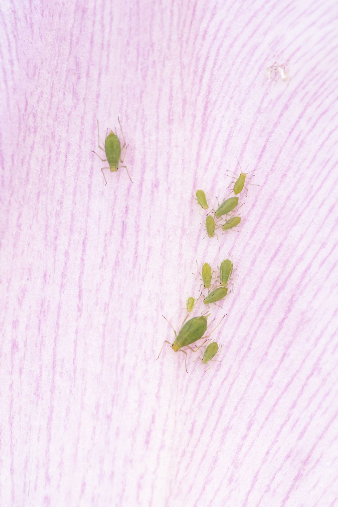 Tulip Aphids - Pestipedia