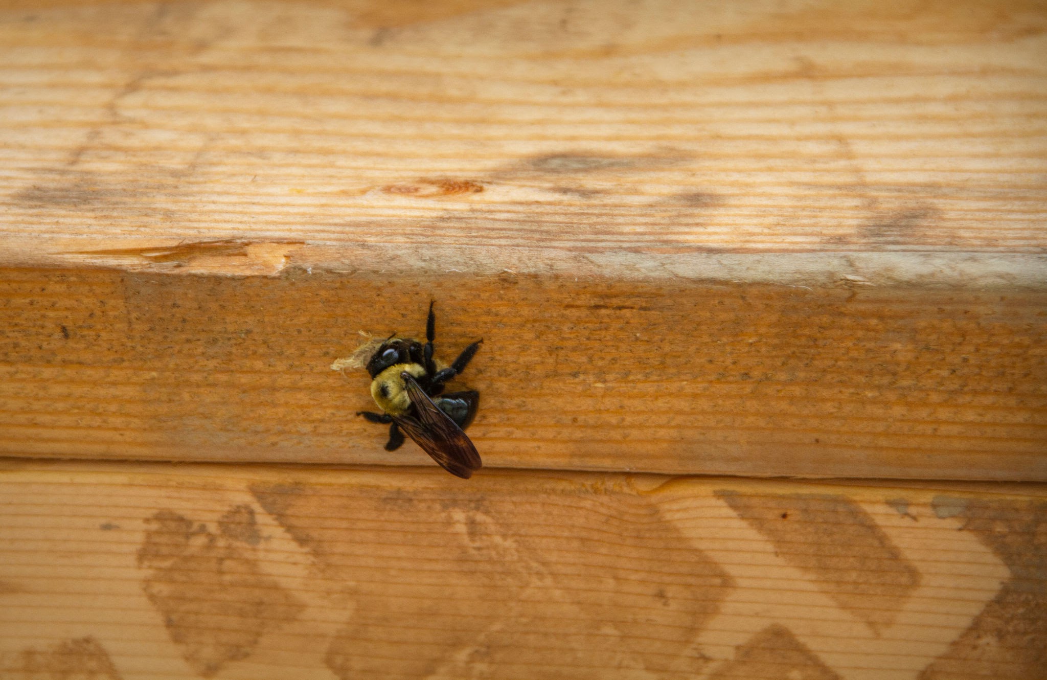 Tunnel Carpenter Bees - Pestipedia