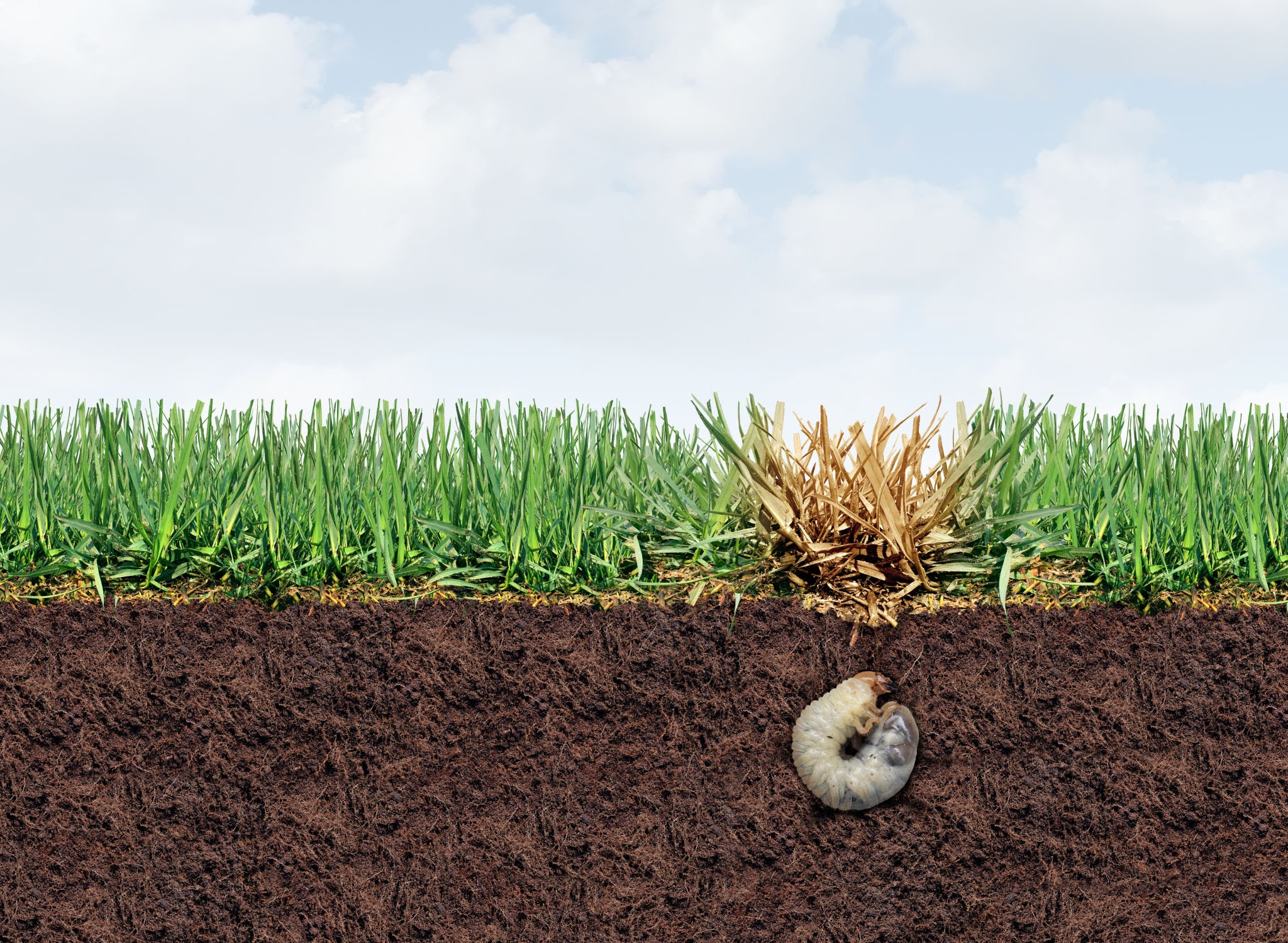 Turf Grubs - Pestipedia