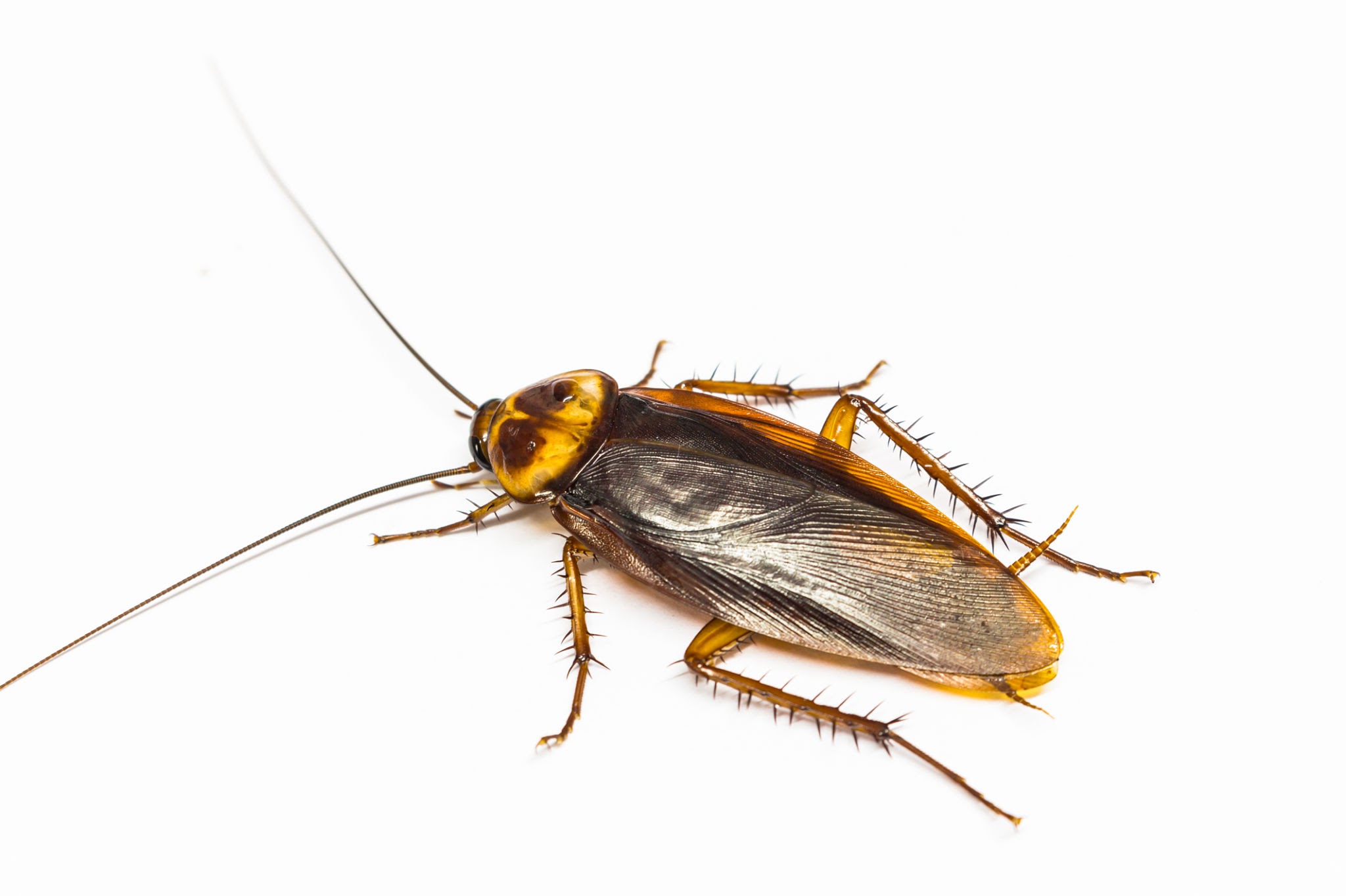 Turkish Cockroaches - Pestipedia