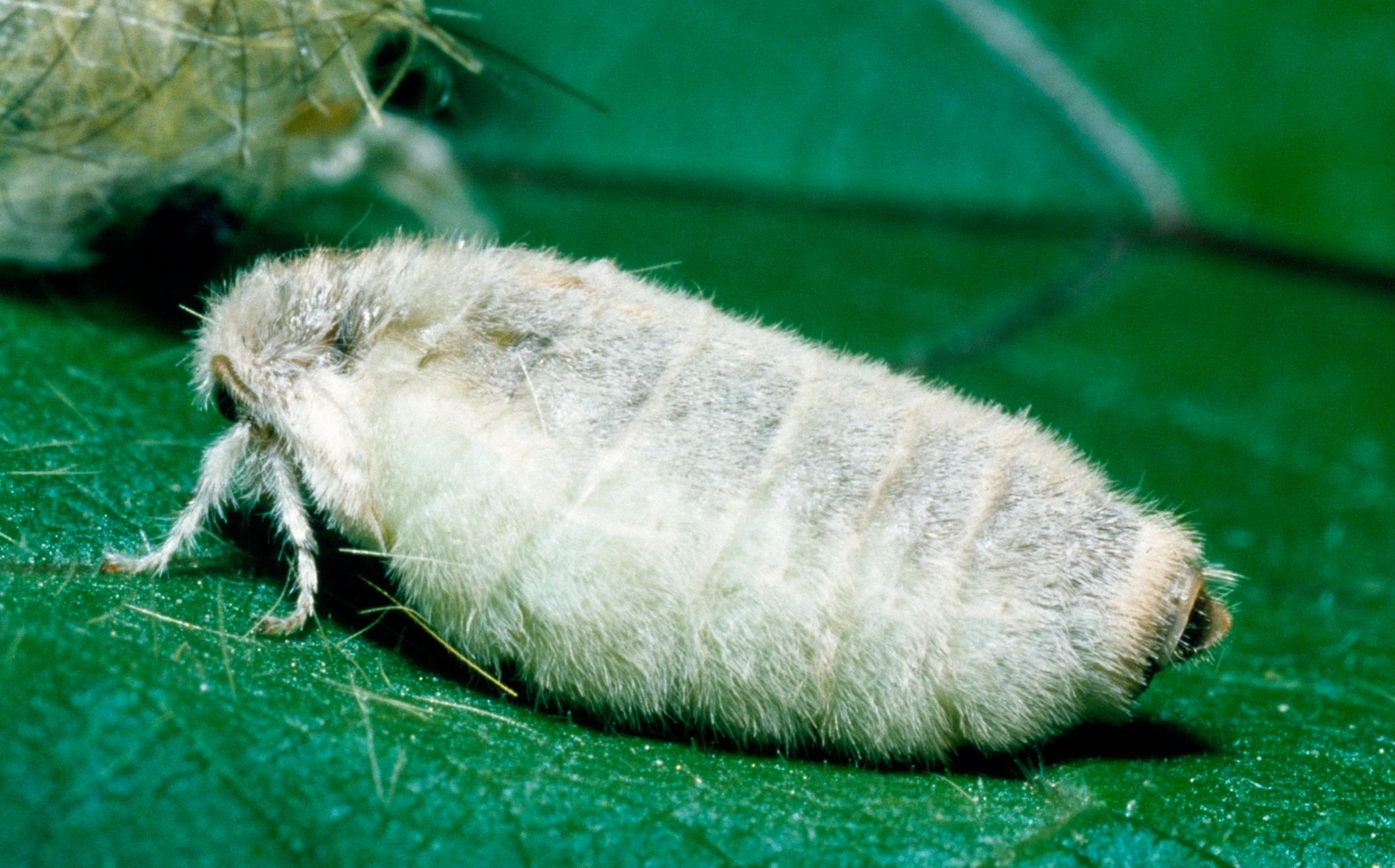 Tussock Moths - Pestipedia