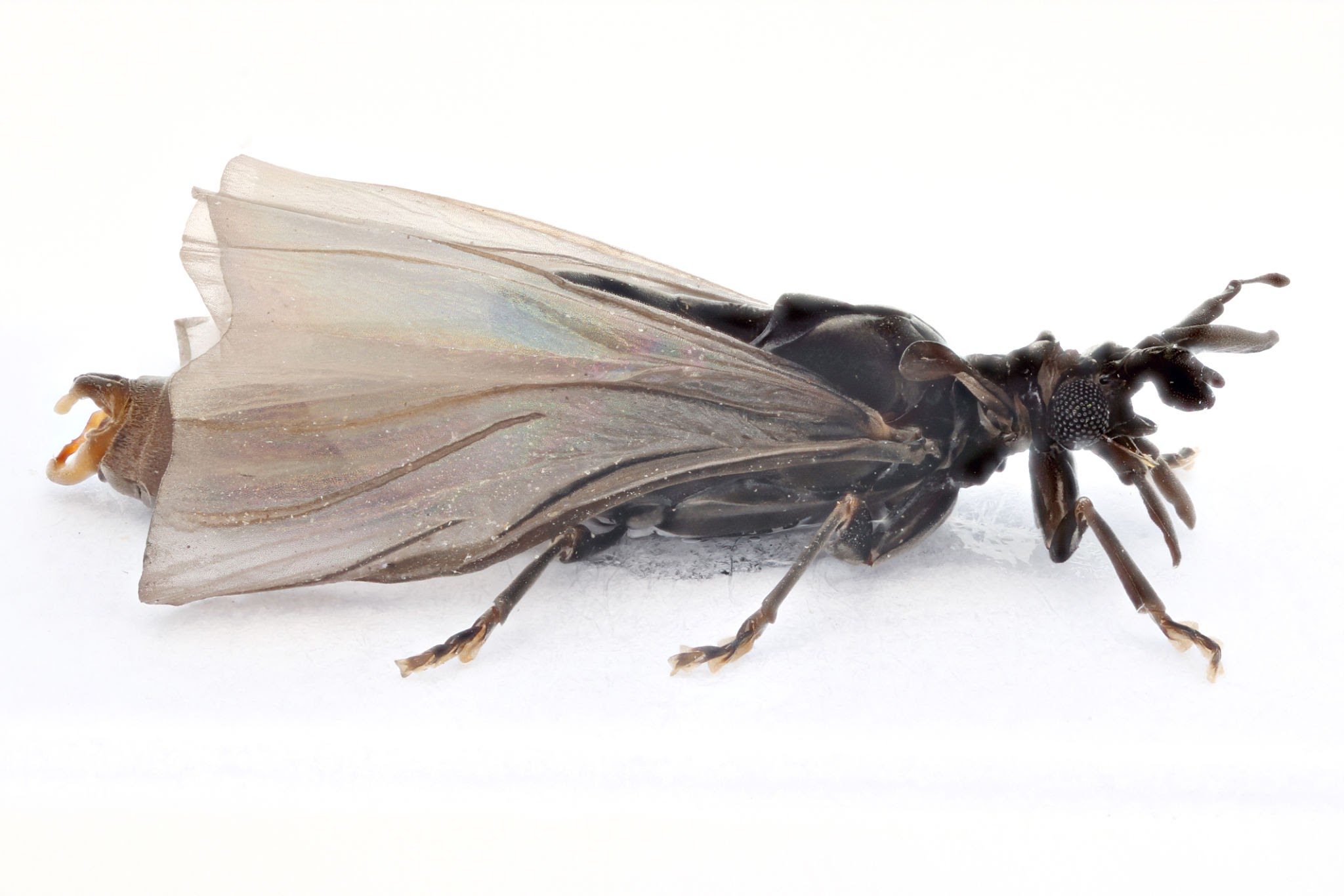 Twisted Wing Parasites - Pestipedia