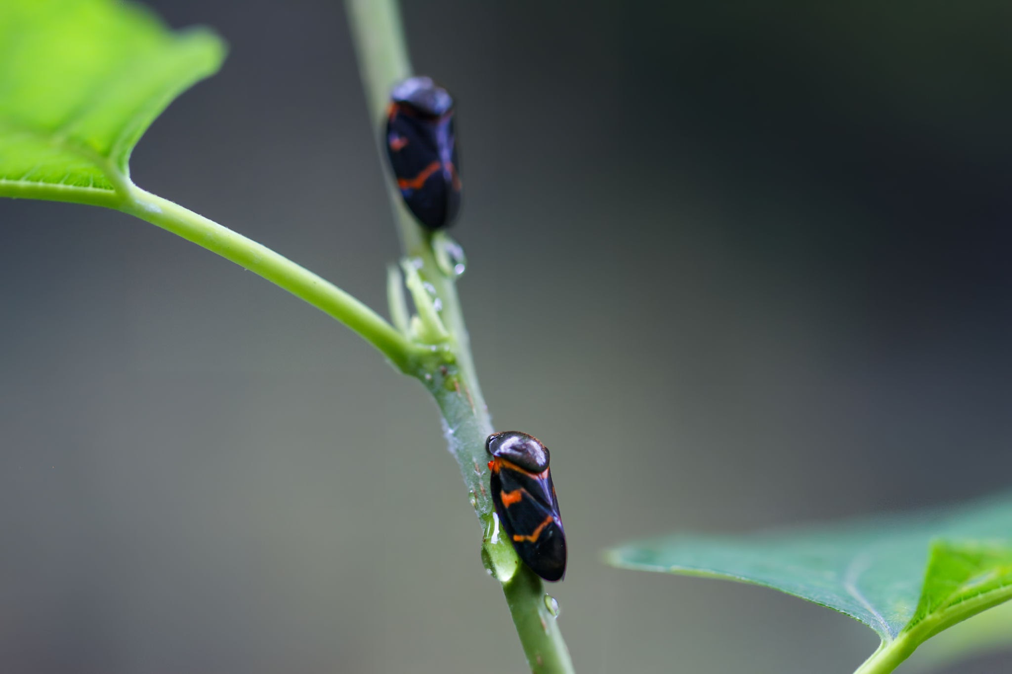 Twolined Spittlebugs - Pestipedia
