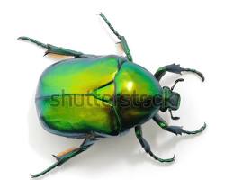 Xanthic Leaf Beetle - Pestipedia