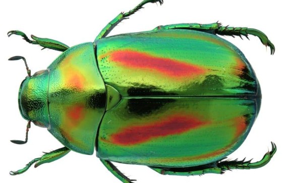 Xenarthran Beetles - Pestipedia