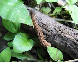Xenobdella Worm - Pestipedia