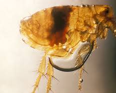Xenopsylla Fleas - Pestipedia