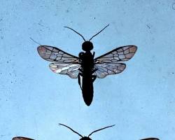Xiphydria Wood Wasp - Pestipedia
