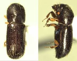 Xyleborus Beetles - Pestipedia