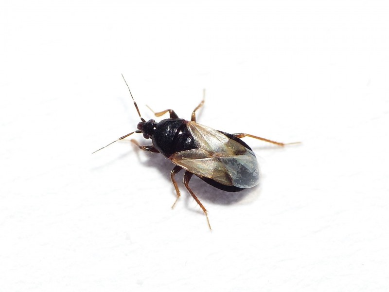 Xylocharis Beetle - Pestipedia