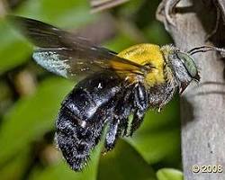 Xylocopa Carpenter Bees - Pestipedia
