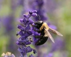 Xylocopa Virginica - Pestipedia