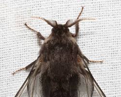 Bagworm Moth - Pestipedia