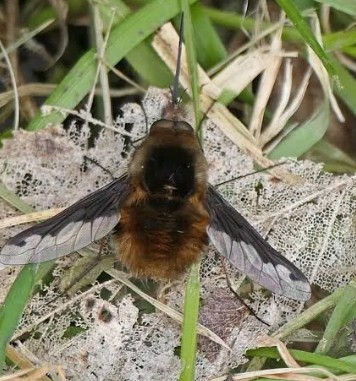 Greater Bee Fly hovering near flower