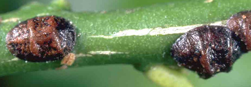 Black Olive Scale - Pestipedia