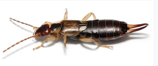 Earwig - Pestipedia