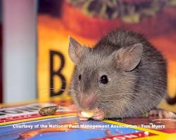 House Mice - Pestipedia