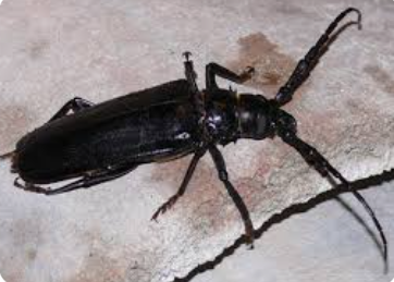 Palo Verde Beetle - Pestipedia
