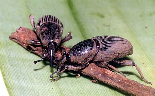 Banana Weevils - Pestipedia