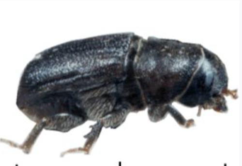 Bark Beetle - Pestipedia