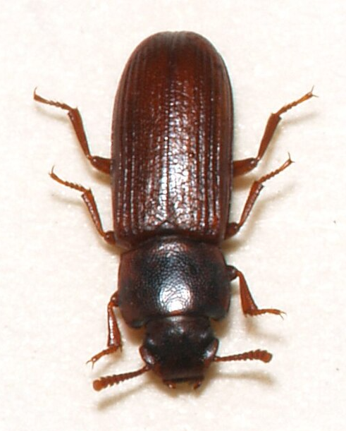 Confused Flour Beetles - Pestipedia