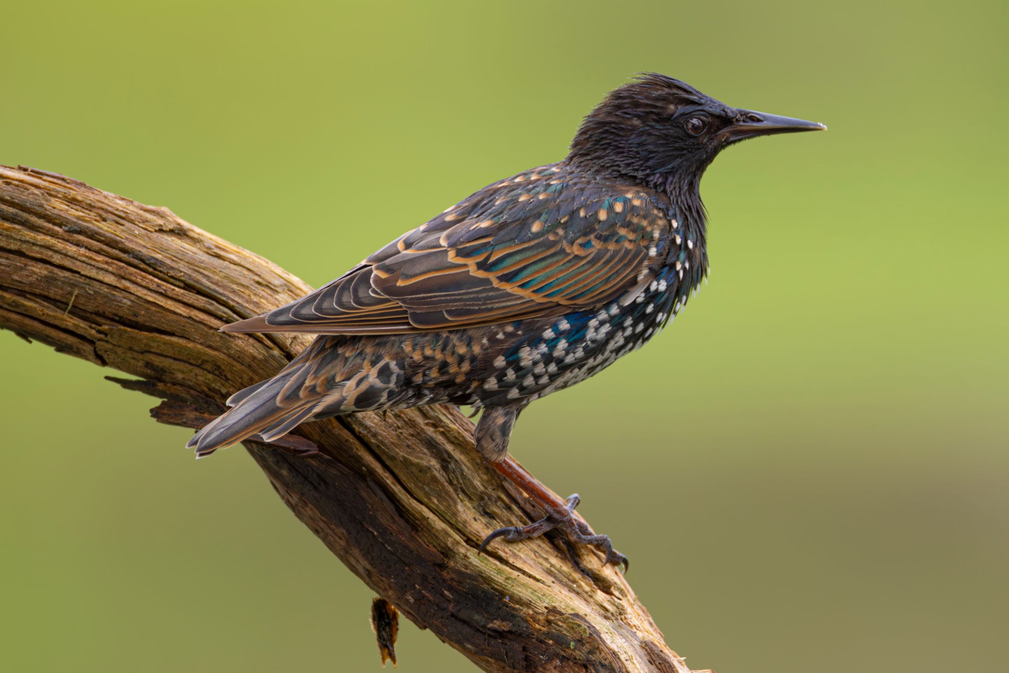 Starlings - Pestipedia
