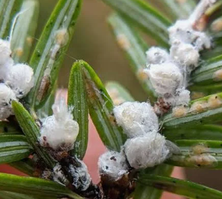 Hemlock Woolly Adelgids - Pestipedia