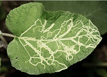 Leaf Miner - Pestipedia