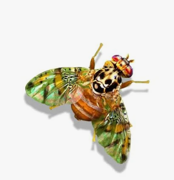 Mediterranean Fruit Fly - Pestipedia