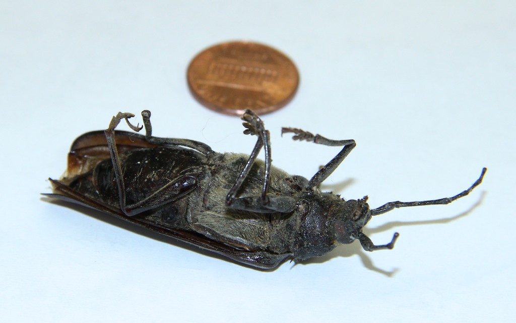 Ponderous Borer Beetle - Pestipedia