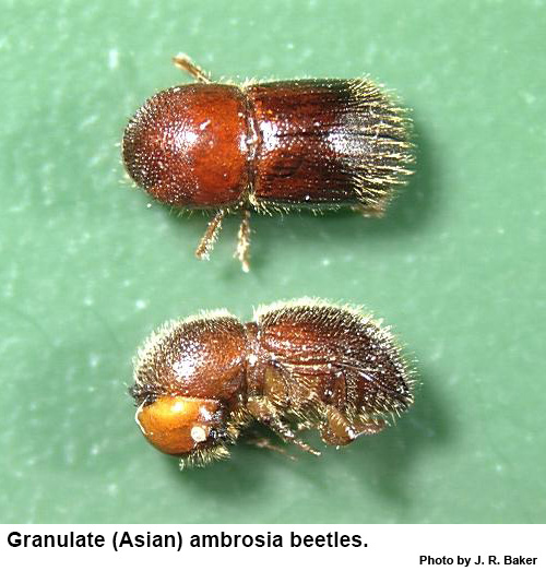 Quadrate Ambrosia Beetles - Pestipedia