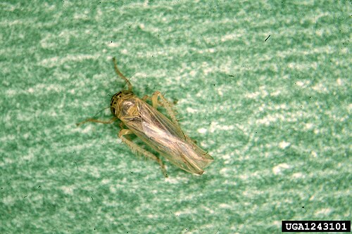 Quadrilineatus Leafhopper - Pestipedia