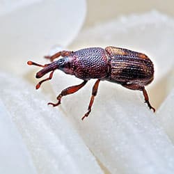 Quadrispine Weevil - Pestipedia