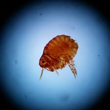 Quail Flies - Pestipedia