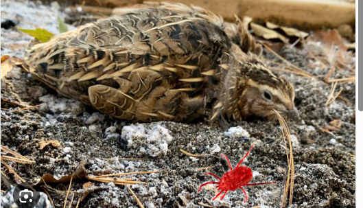 Quail Lice - Pestipedia