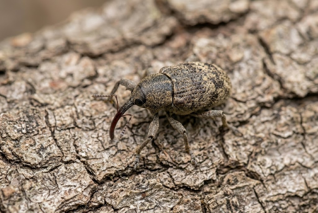 Quail Mites - Pestipedia