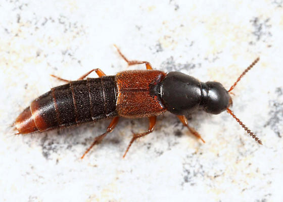 Quedius Rove Beetles - Pestipedia