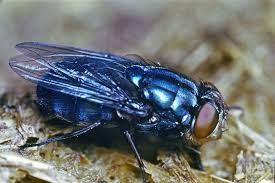 Queen Blowflies - Pestipedia