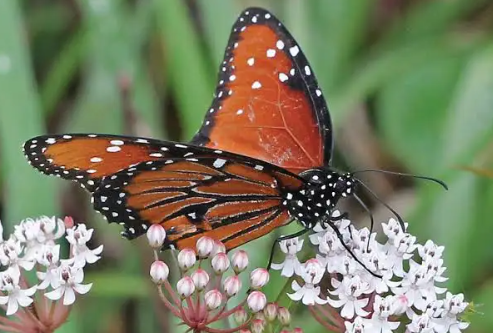 Queen Butterfly - Pestipedia