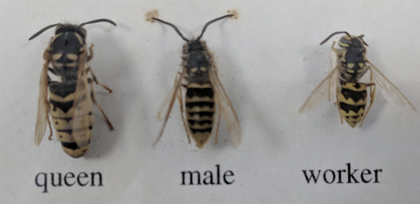 Queen Wasps - Pestipedia