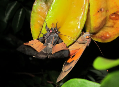 Queensland Fruit Piercing Moths - Pestipedia