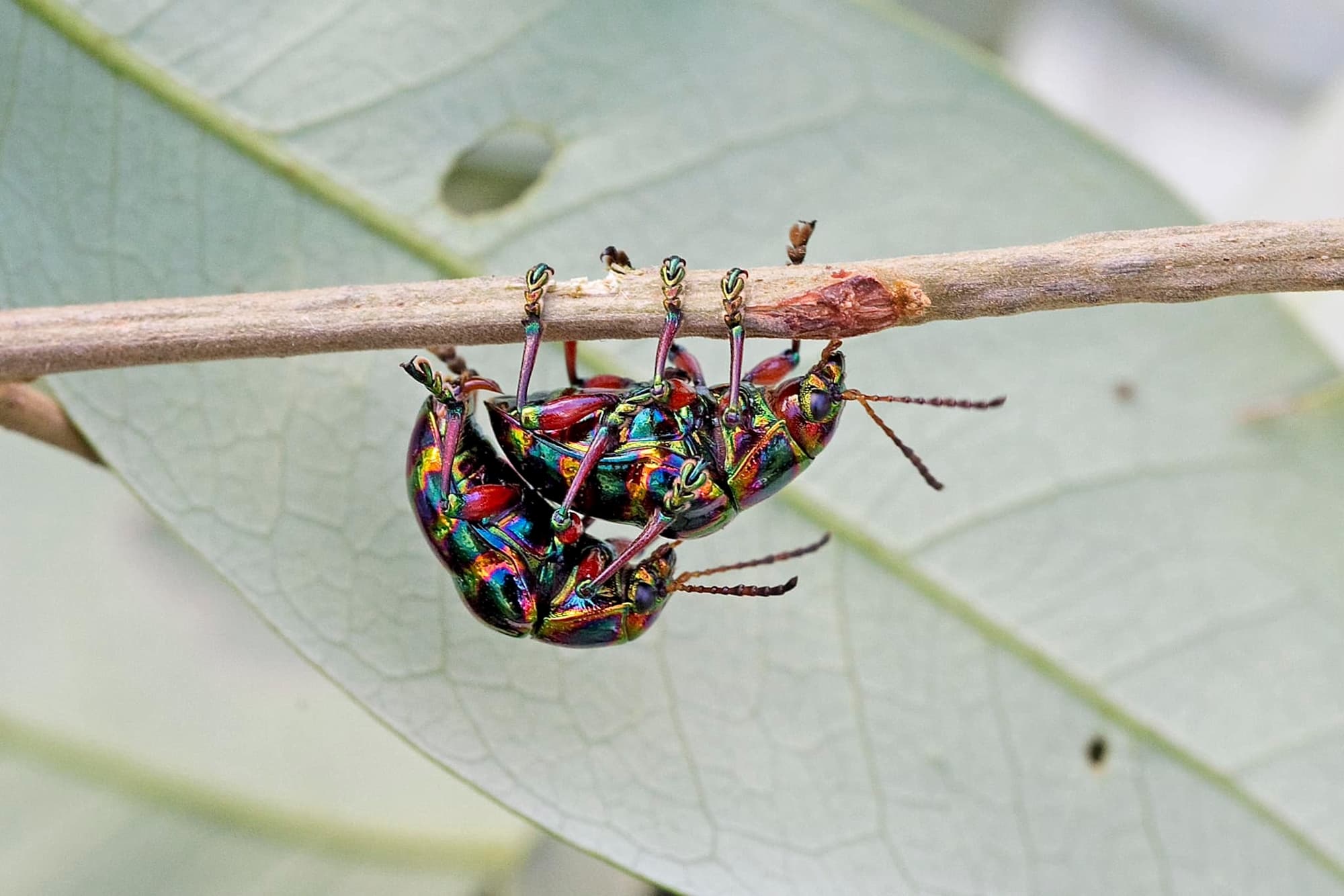 Queensland Leaf Beetle - Pestipedia